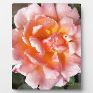 Plaque Photo rose en automne