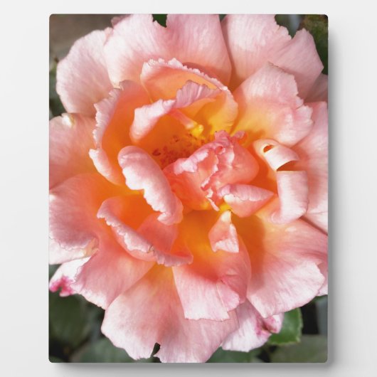 Plaque Photo rose en automne (Devant)
