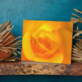 Plaque photo Rose enroulée (Côté)