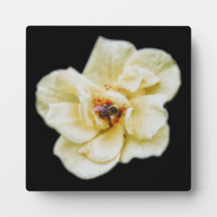 Plaque Photo Rose et abeille