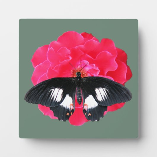 Plaque Photo Rose et Swallowtail (Devant)