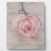 Plaque Photo Rose Fleur Rose Pâle (Devant)