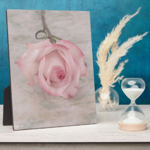 Plaque Photo Rose Fleur Rose Pâle