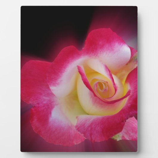 Plaque Photo rose jaune (Devant)