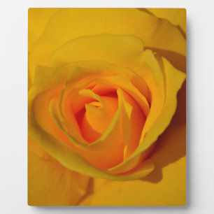 Plaque Photo Rose jaune élégante florale