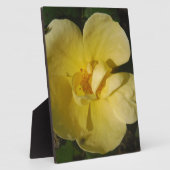 Plaque Photo Rose jaune sauvage (Côté)