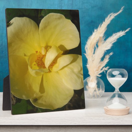 Plaque Photo Rose jaune sauvage (Côté)