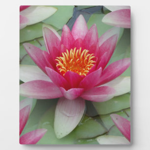 Plaque Photo Rose Lotus Water Lily