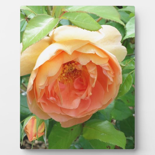 Plaque Photo Rose orange (Devant)