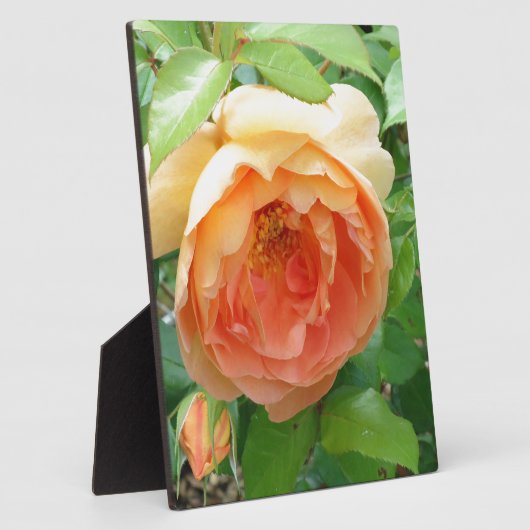 Plaque Photo Rose orange (Côté)