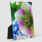 Plaque Photo Rose rose carême bleu boule de verre (Côté)