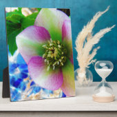 Plaque Photo Rose rose carême bleu boule de verre (Côté)