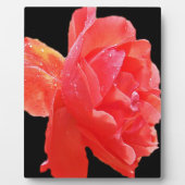 Plaque Photo Rose rouge (Devant)