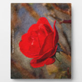 Plaque Photo Rose rouge (Devant)