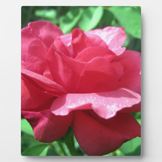 Plaque Photo Rose rouge (Devant)