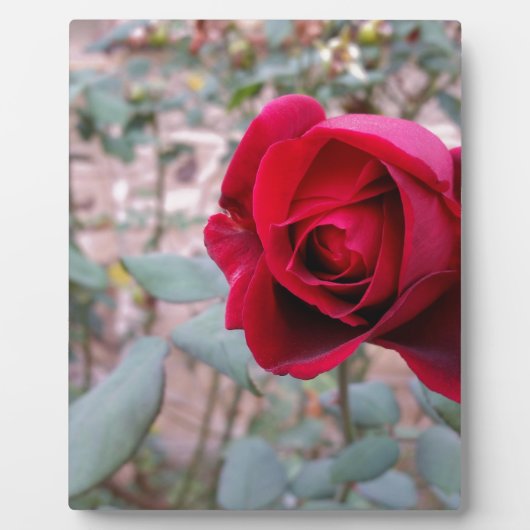 Plaque Photo Rose rouge d'automne (Devant)