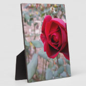 Plaque Photo Rose rouge d'automne (Côté)