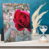 Plaque Photo Rose rouge d'automne (Côté)