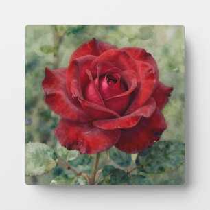 Plaque Photo Rose Rouge Profonde Romantique en Fleur