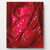 Plaque Photo Rose rouge unique dans la pluie (Devant)