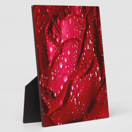 Plaque Photo Rose rouge unique dans la pluie (Côté)