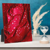 Plaque Photo Rose rouge unique dans la pluie (Côté)