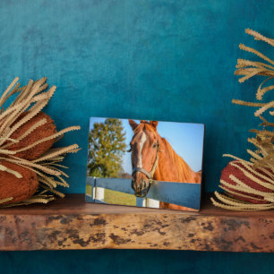 Plaque Photo Rose Twilight   Thoroughbred Race Horse