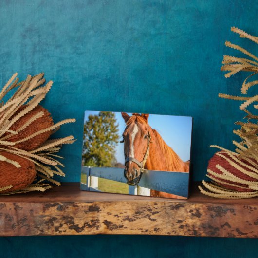 Plaque Photo Rose Twilight | Thoroughbred Race Horse (Côté)