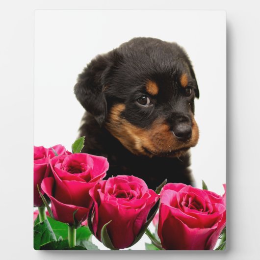 Plaque Photo Rose Valentin Rottweiler Puppy (Devant)