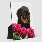 Plaque Photo Rose Valentin Rottweiler Puppy (Côté)