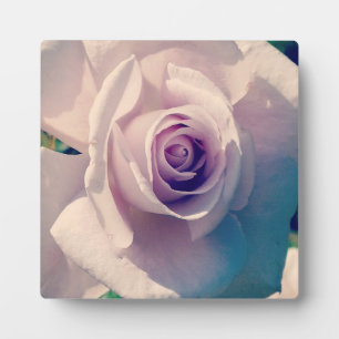 Plaque Photo Rose violet