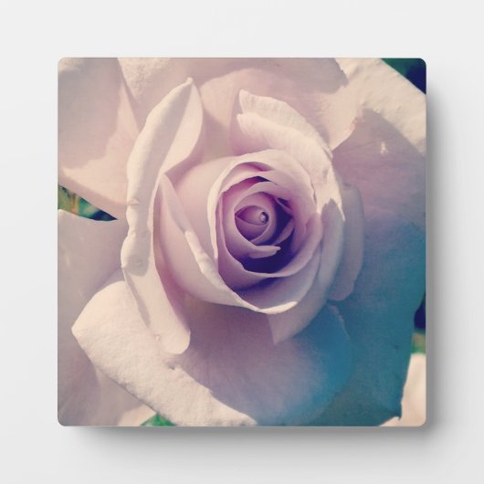 Plaque Photo Rose violet (Devant)