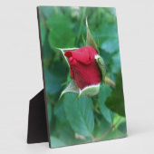 Plaque Photo rosebud rouge (Côté)