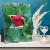 Plaque Photo rosebud rouge (Côté)