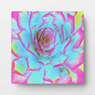 Plaque Photo Rosette de Sedum Succulent Rose Chaud et Bleu