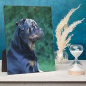 Plaque Photo Rottweiler (Côté)