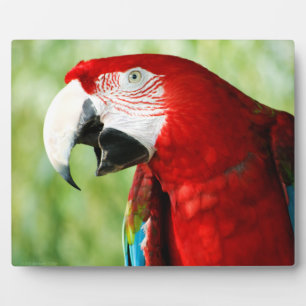 Plaque Photo Rouge brillant