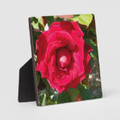 Plaque Photo Rouge Velvet Bud (Recto)