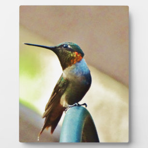 Plaque Photo Ruby perché et petit colibri vert