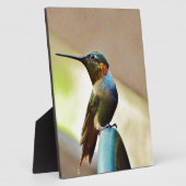 Plaque Photo Ruby perché et petit colibri vert (Côté)