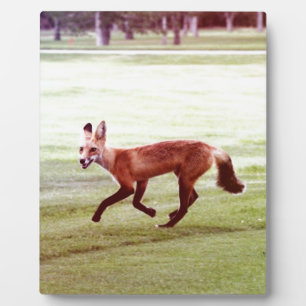 Plaque Photo running red fox photographe