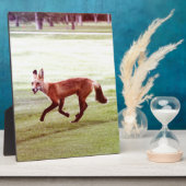Plaque Photo running red fox photographe (Côté)