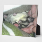 Plaque Photo Saigneuse à sucre dormant dans la couverture (Côté)