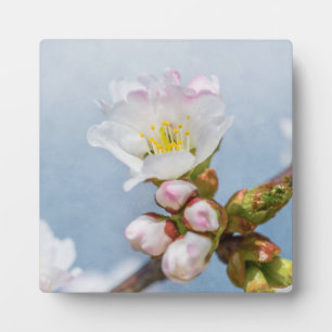 Plaque Photo Sakura Blossom