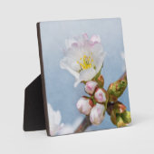 Plaque Photo Sakura Blossom (Recto)