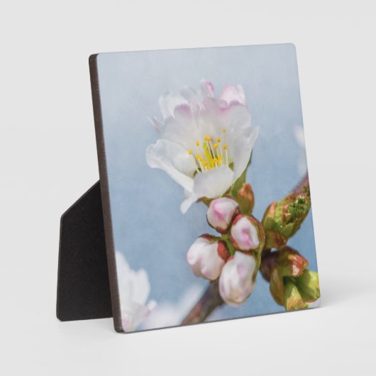 Plaque Photo Sakura Blossom (Recto)