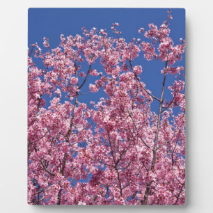 Plaque Photo Sakura Cerisiers en Fleur Dans Le Bleu