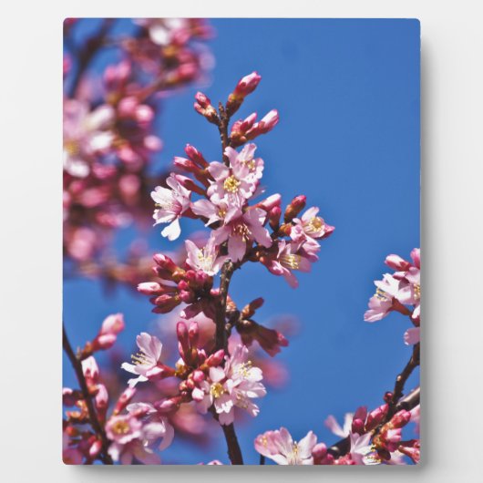 Plaque Photo Sakura Cerry Blossoms Touché Bleu (Devant)