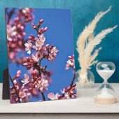 Plaque Photo Sakura Cerry Blossoms Touché Bleu (Côté)
