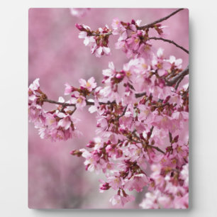 Plaque Photo Sakura Cherry Blossoms Pastel Pink Layers
